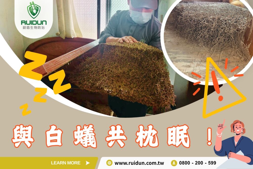 專業除白蟻