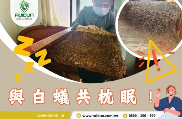 專業除白蟻