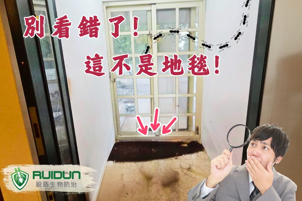 住家螞蟻